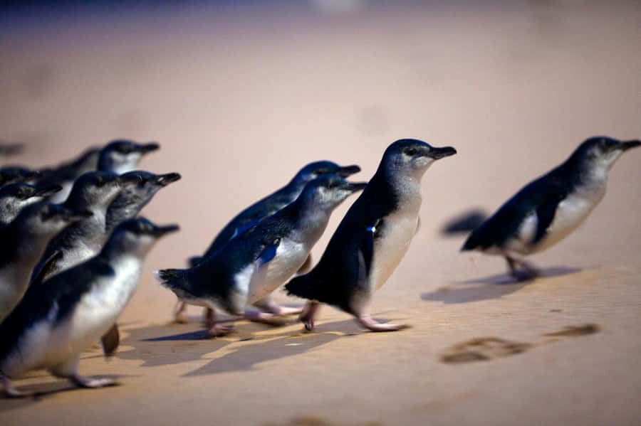Penguin Parade: General Viewing Ticket - Booking and practical details