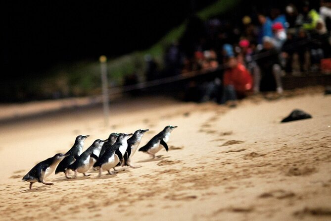 Penguin Parade, & Wildlife Encounters Eco Tour from Melbourne - Brighton’s colorful bathing boxes