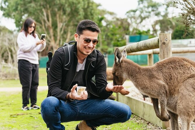 Penguin Parade, & Wildlife Encounters Eco Tour from Melbourne - Waiting for the little penguins
