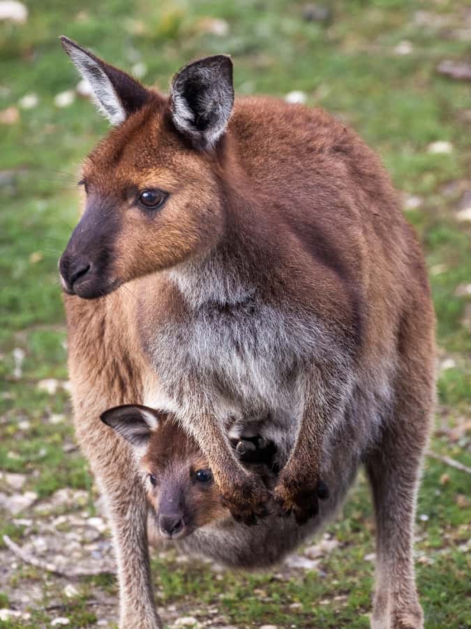 Penneshaw: Shore Excursion Kangaroo Island Scenic Tour - A full-day view of Kangaroo Island from Penneshaw