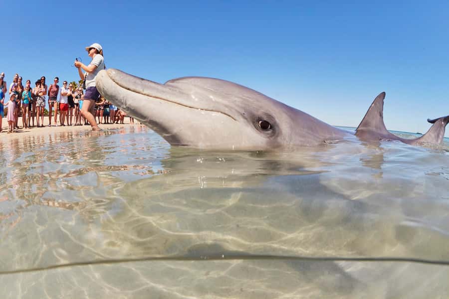Perth: 4-Day Monkey Mia Pink Lake Coastal Loop Comfort Tour - Five details that shape the experience