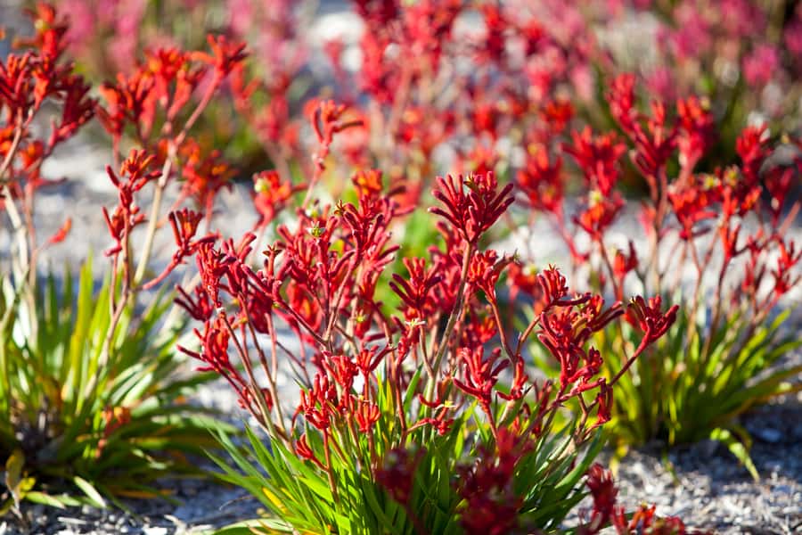 Perth: 4-Day Monkey Mia Pink Lake Coastal Loop Comfort Tour - Guides make a real difference
