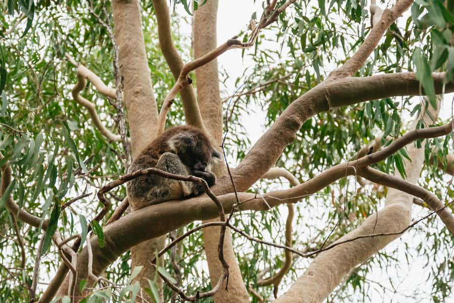 Perth: Pinnacles Desert Sunset & Stargazing with Dinner - The Indian Ocean coast and the road to Nambung