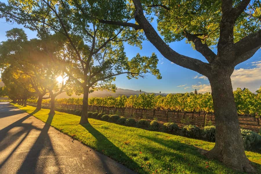 Perth VIP Swan Valley Wine Tour - Premium Small Group Tour - The best parts of the day at a glance
