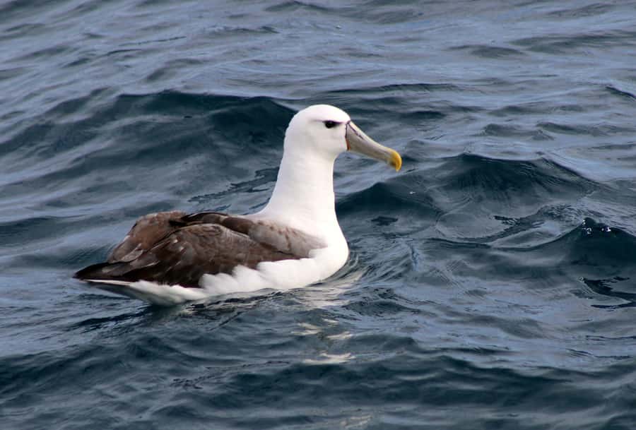 Philip Island: Dolphin and Whale Cruise - Searching for Humpback and Southern Right Whales