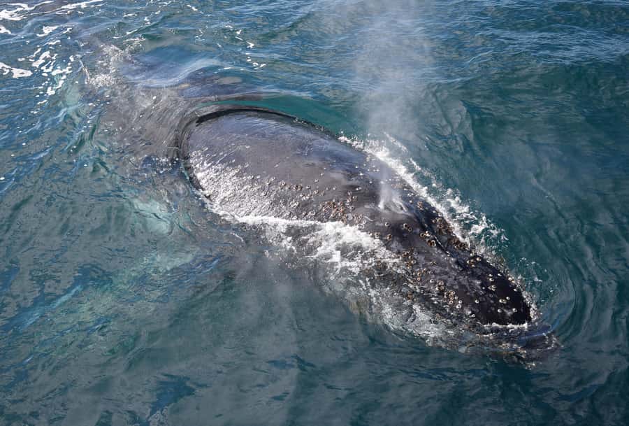 Philip Island: Dolphin and Whale Cruise - Value at $95 Per Person