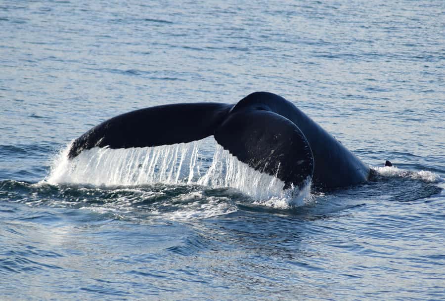 Philip Island: Dolphin and Whale Cruise - Cape Woolamai’s Cliffs Give the Cruise a Strong Start