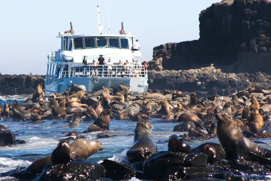 Philip Island: Seal Watching Cruise - What makes this cruise worth your time