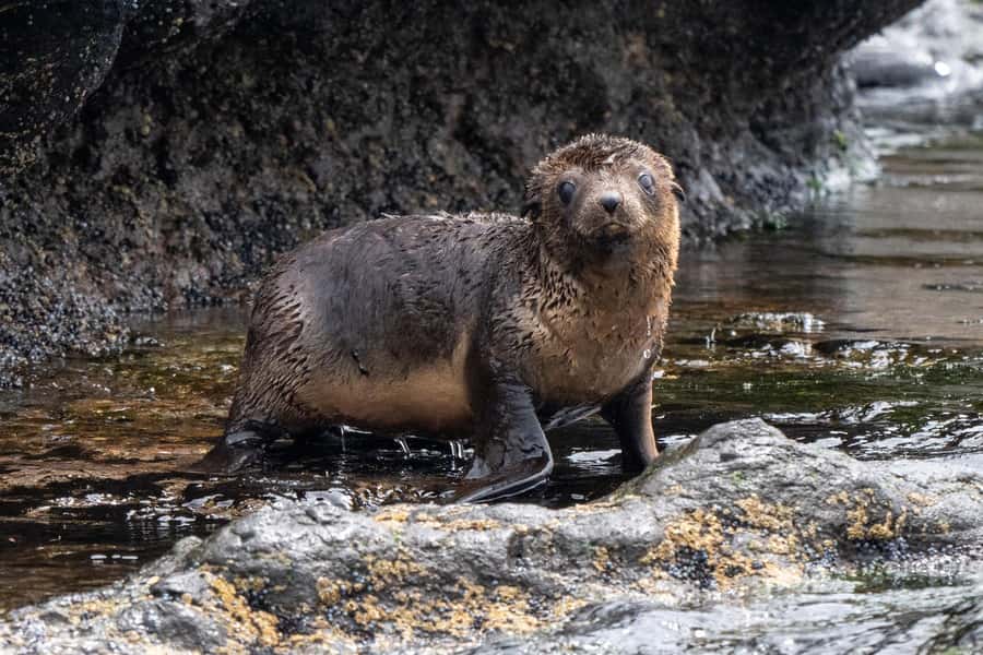 Philip Island: Seal Watching Cruise - The honest downside: motion, smell, and open water