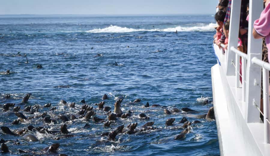 Philip Island: Seal Watching Cruise - Practical ways to enjoy the two hours