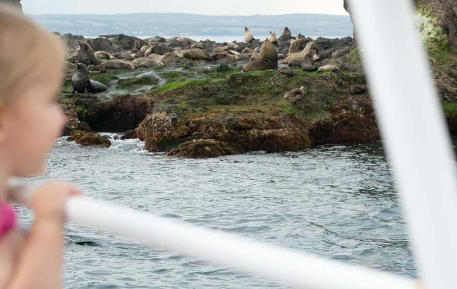 Philip Island: Seal Watching Cruise - Booking, cancellations, and meeting details