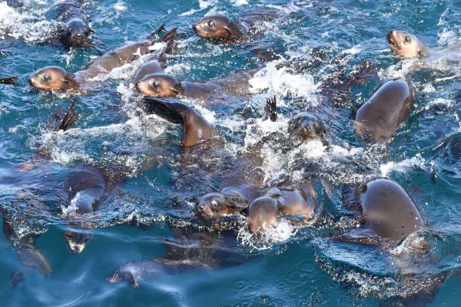 Philip Island: Seal Watching Cruise - Arriving at Seal Rocks and the fur seal colony