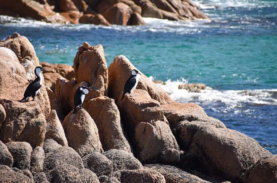 Phillip Island: 1-Hour Cape Woolamai Scenic Cruise - Tea, coffee, and cake on the water