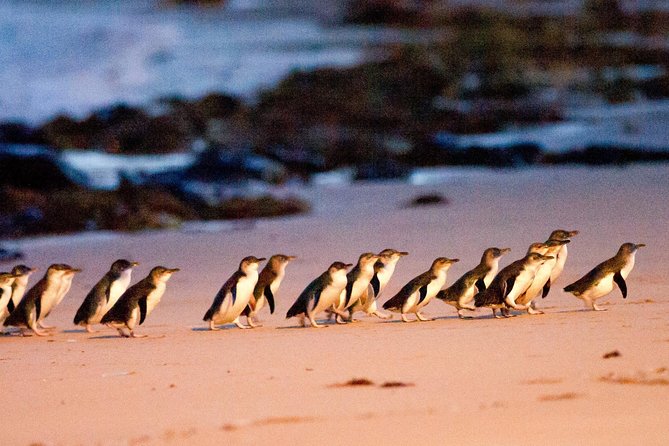 Phillip Island Day Trip from Melbourne with Penguin Plus Viewing Platform - The five things to know before you book