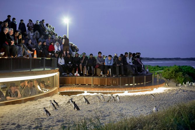 Phillip Island Day Trip from Melbourne with Penguin Plus Viewing Platform - Meeting koalas at the Conservation Reserve