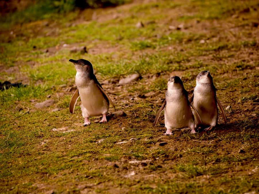 Phillip Island: Golden Hour Penguin Express Tour - Why this tour works well for an island evening