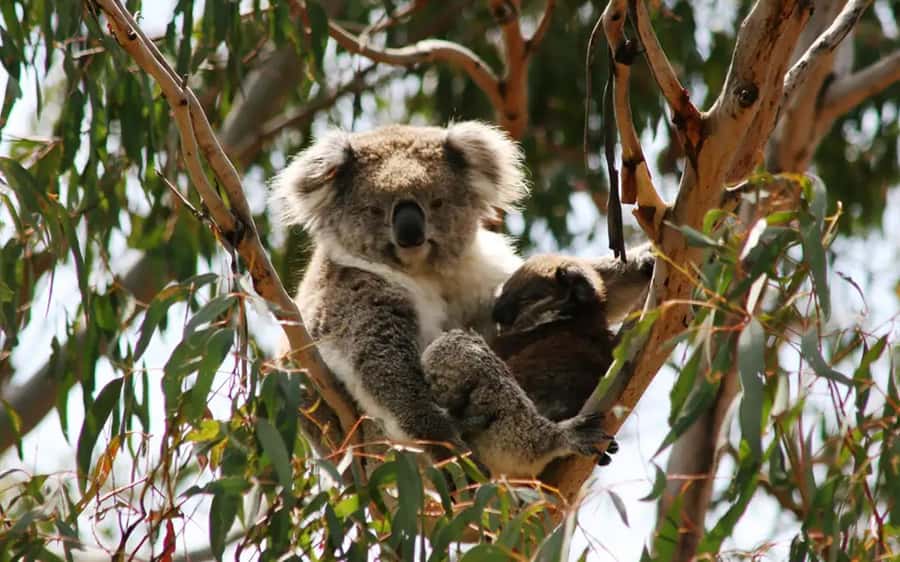 Phillip Island: Golden Hour Penguin Express Tour - Coastal beaches and the road to The Nobbies