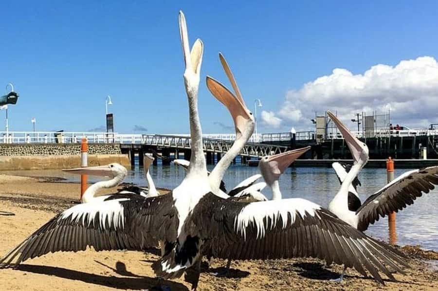 Phillip Island: Golden Hour Penguin Express Tour - Pickup from Phillip Island or San Remo