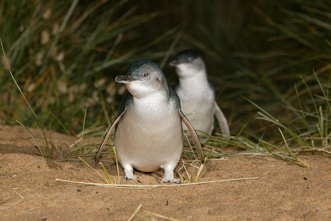 Phillip Island Penguin and Koala Highlights Day-Trip from Melbourne - What the guide adds to the day