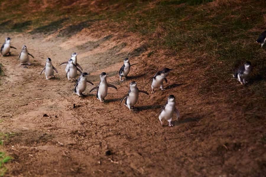 Phillip Island Penguin Direct Sunset Tour - Why the afternoon timing works
