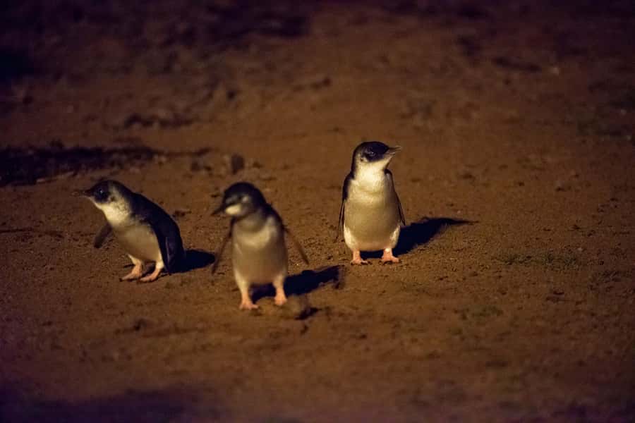Phillip Island Penguin Direct Sunset Tour - Waiting for the little penguins
