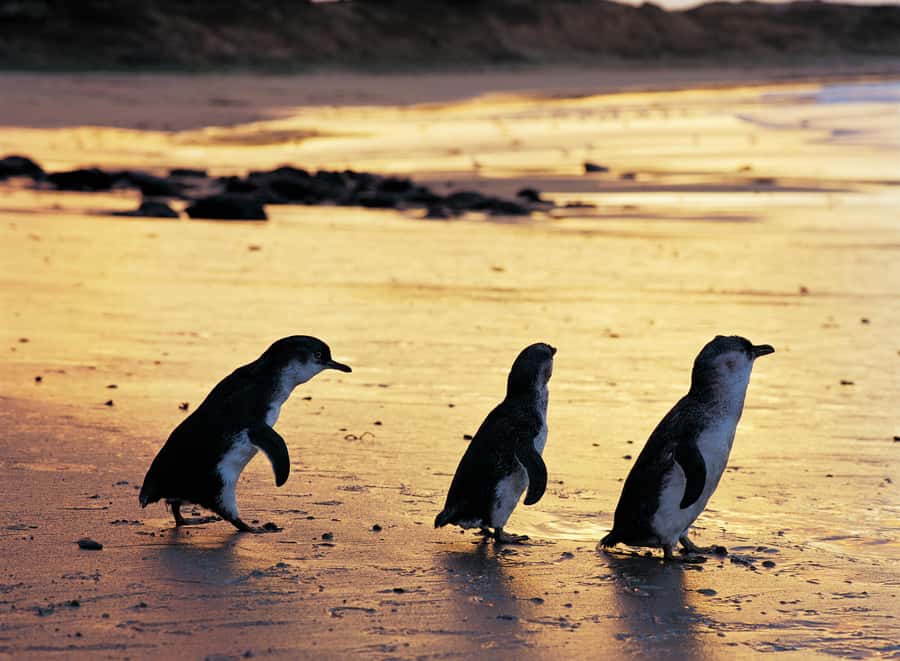 Phillip Island Penguin Direct Sunset Tour - What general viewing includes