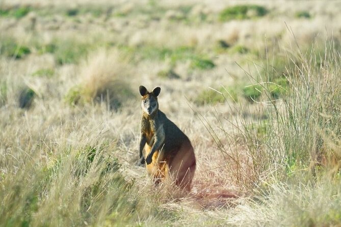 Phillip Island & Penguin Parade Afternoon Eco Tour from Melbourne - Guides who shape the experience