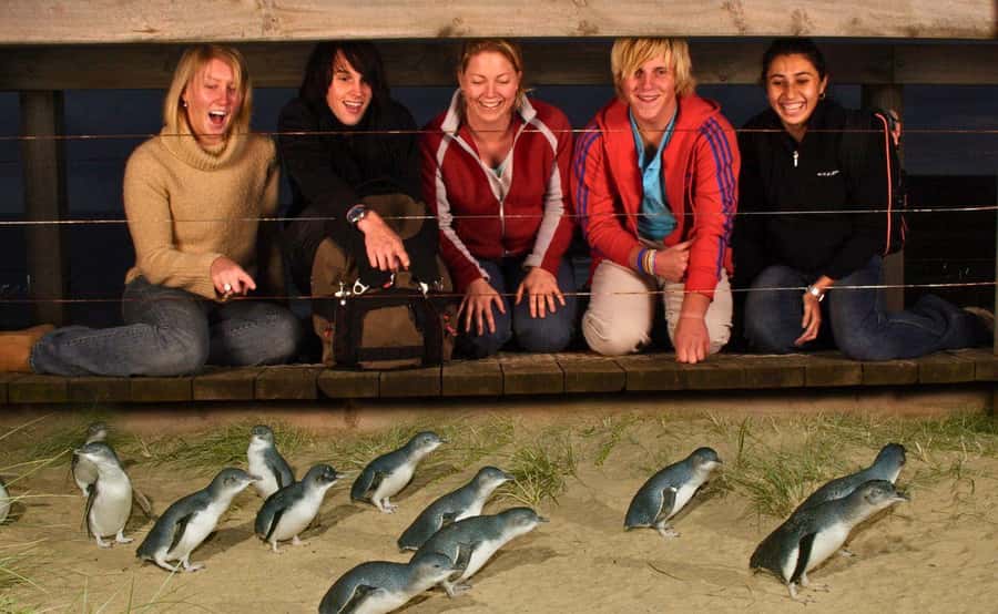 Phillip Island Penguin Parade Afternoon Tour from Melbourne - Key points to know before you book