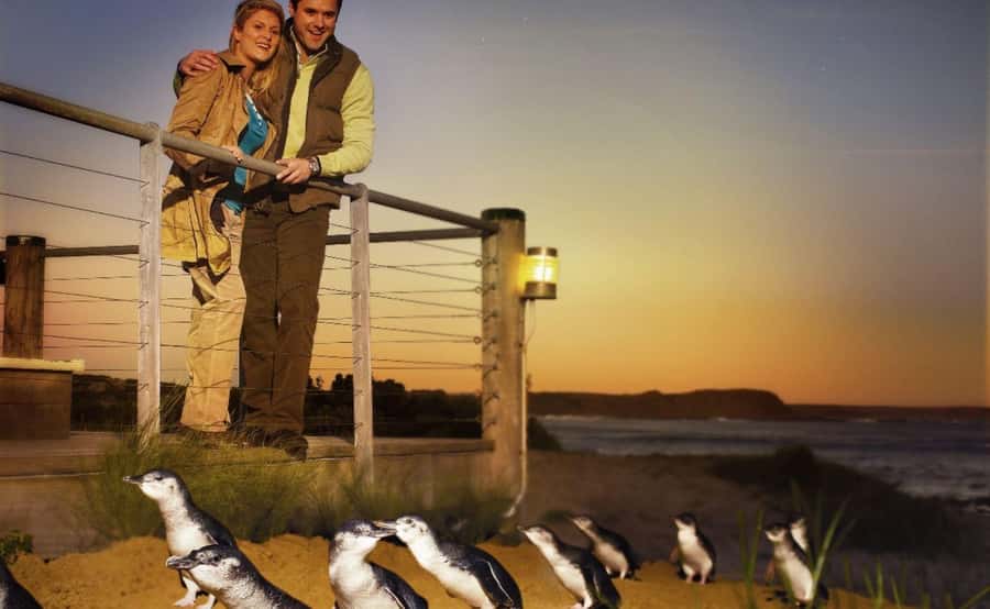 Phillip Island Penguin Parade Afternoon Tour from Melbourne - How much value do you get for $109?