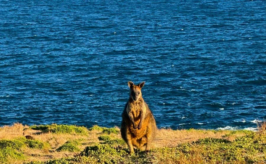 Phillip Island Penguin Parade Afternoon Tour from Melbourne - The optional Puffing Billy combination