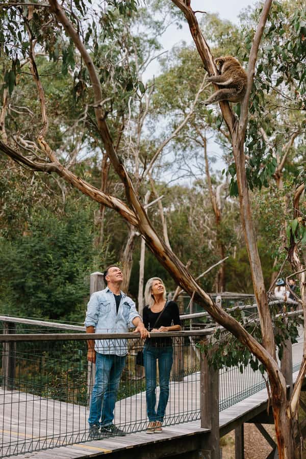 Phillip Island: Penguin Parade and Multi Attraction Pass - Is the Phillip Island pass worth booking?