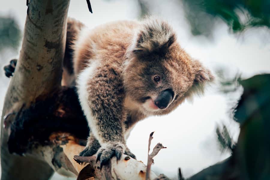 Phillip Island: Penguin Parade and Multi Attraction Pass - Churchill Island and its working-farm rhythm