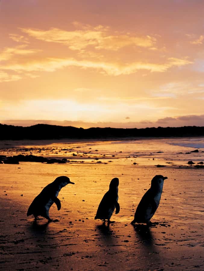 Phillip Island: Penguin Parade and Multi Attraction Pass - Why the no-photo rule matters