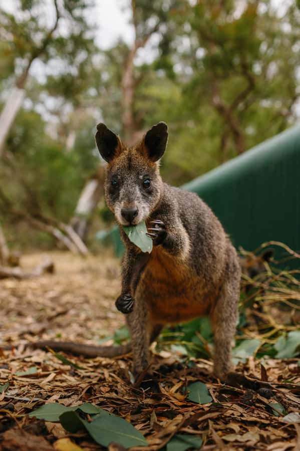 Phillip Island: Penguin Parade and Multi Attraction Pass - Cold evenings, crowds, and food planning