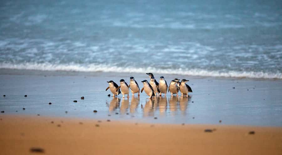 Phillip Island: Penguin Parade and Multi Attraction Pass - Starting with koalas in the Australian bush