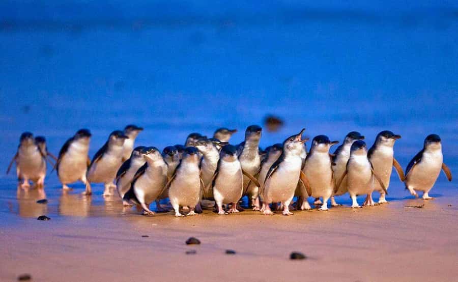 Phillip Island Penguin Parade with Expert Local Guide - Why this Phillip Island day trip works