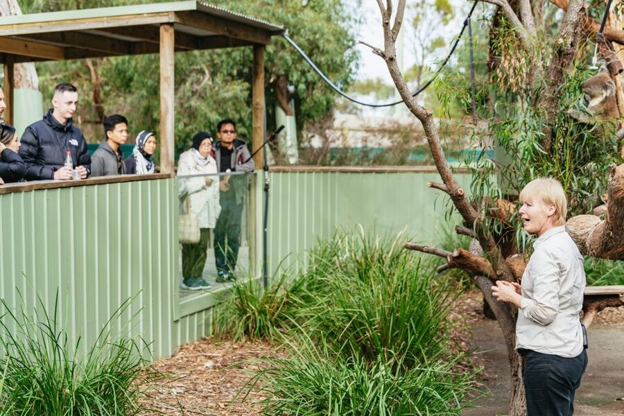 Phillip Island Penguin Parade with Expert Local Guide - Moonlit Sanctuary and Australia’s native animals