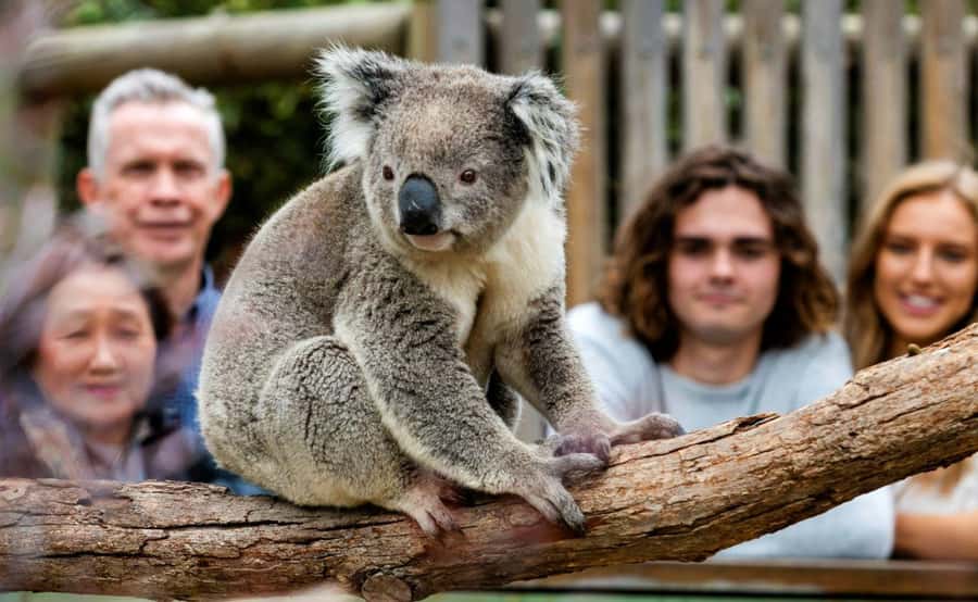 Phillip Island Penguin Parade with Expert Local Guide - Melbourne pickup and the road south