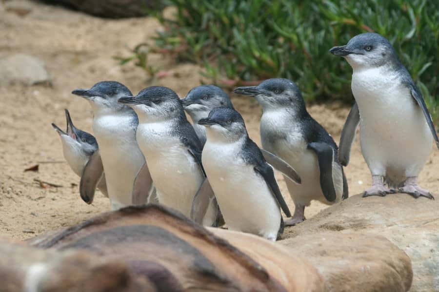 Phillip Island: Penguins and Wildlife Full-Day Tour - What to bring for the evening