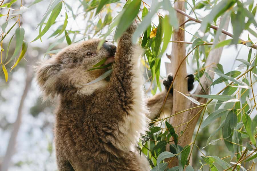 Phillip Island: Penguins and Wildlife Full-Day Tour - The day begins near Melbourne’s Immigration Museum