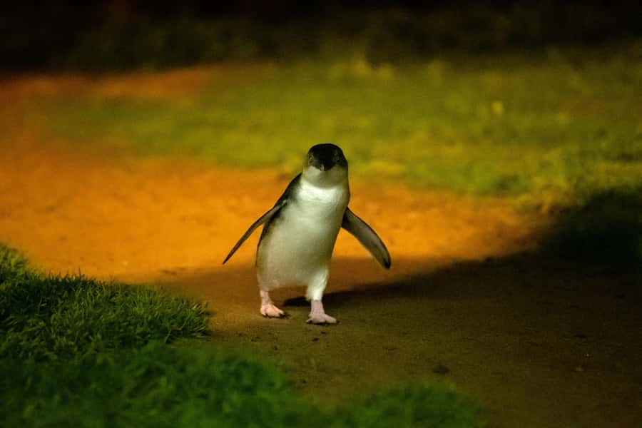 Phillip Island: Penguins and Wildlife Full-Day Tour - The Nobbies and Phillip Island’s western edge