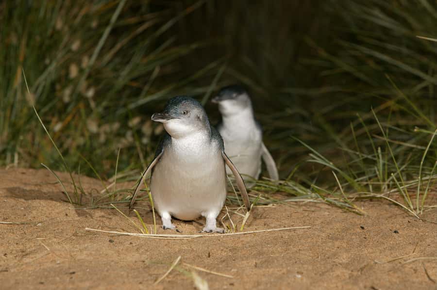 Phillip Island: Penguins and Wildlife Full-Day Tour - The Penguin Parade is the main event