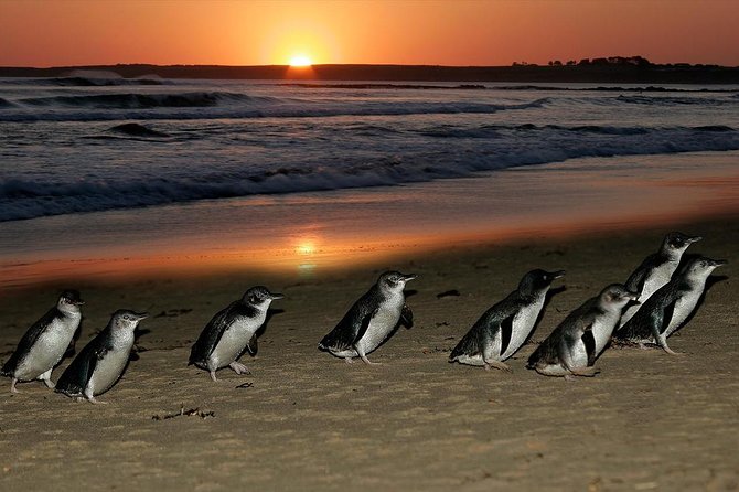 Phillip Island Penguins & Wildlife Day Tour from Melbourne - Waiting for the little penguins