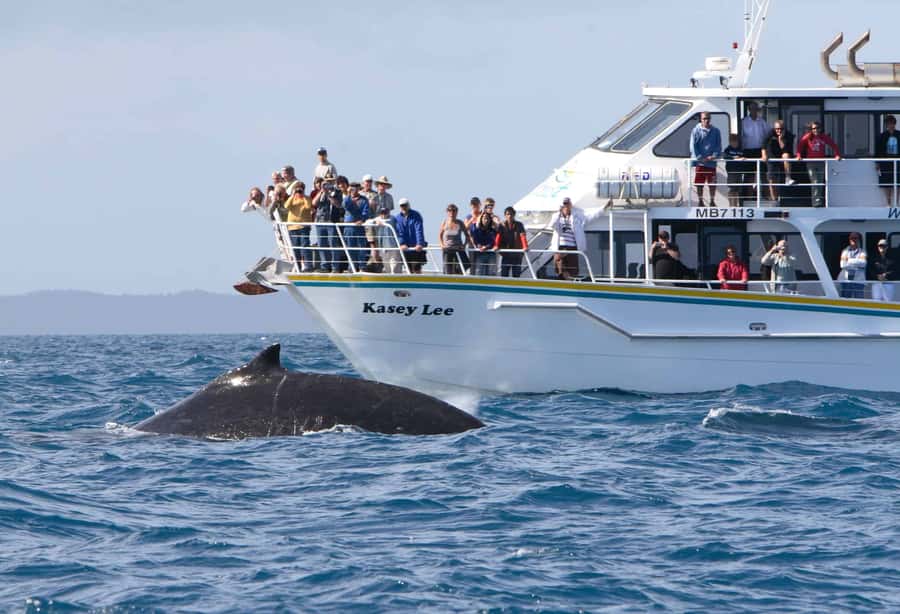 Phillip Island: Whale Watching Boat Tour - Key points to know before you book