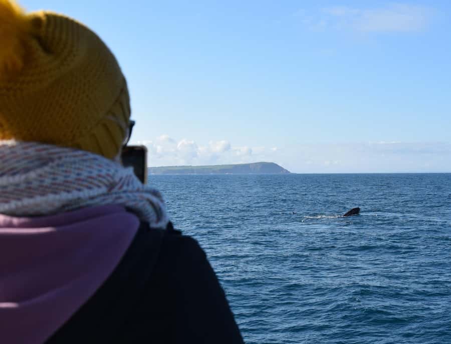 Phillip Island: Whale Watching Boat Tour - Setting out from Rhyll for a four-hour search