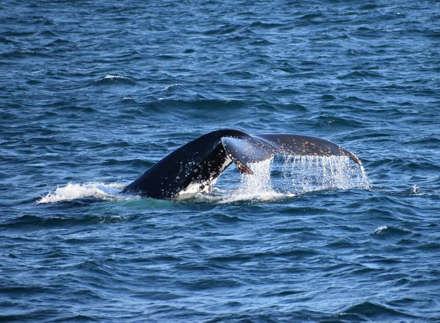 Phillip Island: Whale Watching Boat Tour - Seal Rocks and Phillip Island’s most reliable wildlife stop