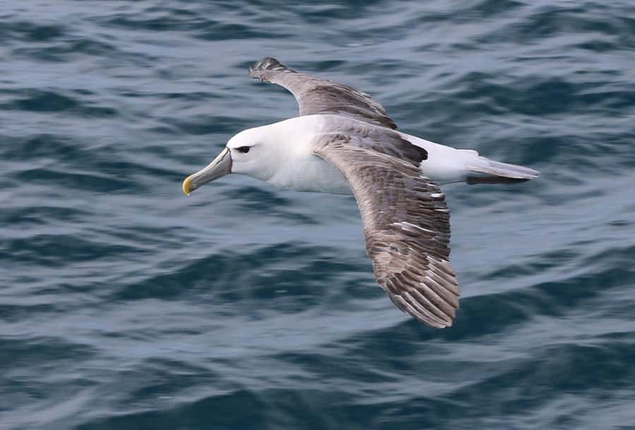 Phillip Island: Whale Watching Boat Tour - How the crew shapes the experience