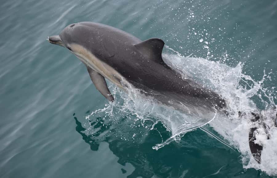 Phillip Island: Whale Watching Boat Tour - Making the Melbourne drive work