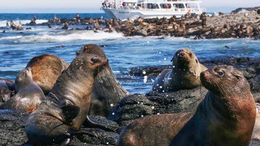 Phillip Island: Whale Watching Boat Tour - Searching for humpback and southern right whales