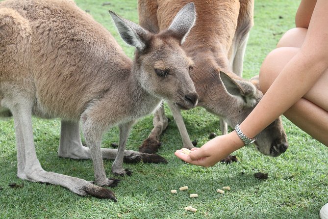 Pinnacles Desert, Koalas and Sandboarding 4WD Day Tour from Perth - The guide and the long ride back to Perth